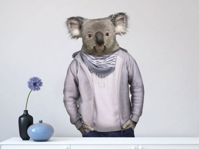 Cool koala