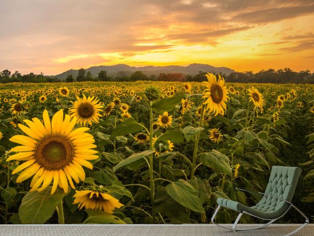 Sunflowers at sunset | Sticker wallpaper