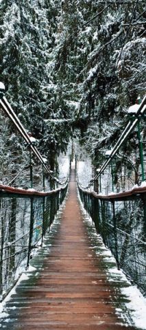 A bridge in a northern forest