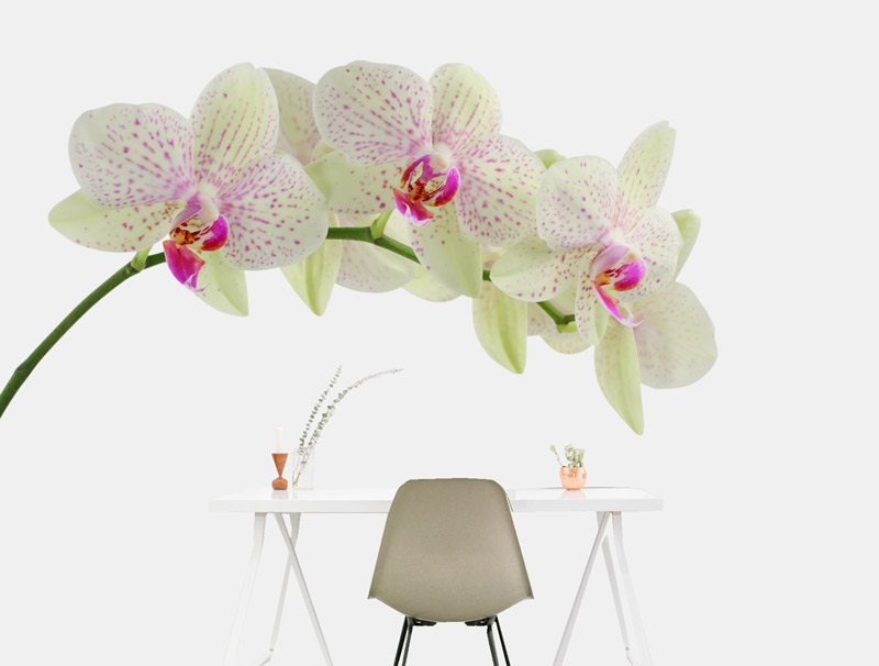 Orchid | Wallpaper sticker