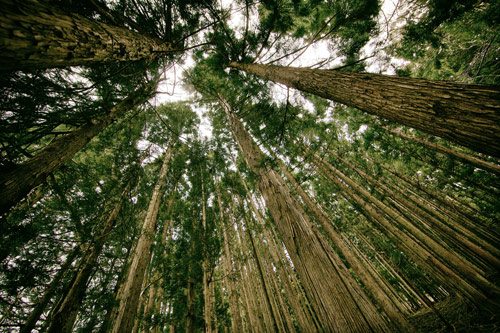 As above so below | Ceiling wallpaper