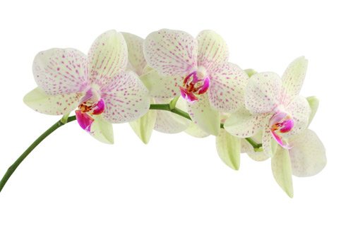 Orchid | Wallpaper sticker