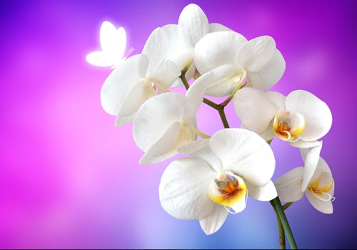 Orchid with purple background | Sticker wallpaper