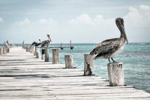 Pelicans on a pier | Wallpaper sticker