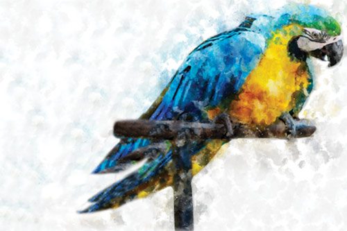 Parrot | Wallpaper sticker