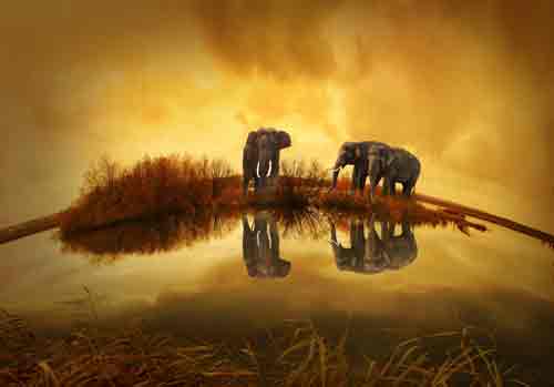 Elephants reflecting | Sticker wallpaper