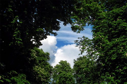 Blue skies through the trees | Ceiling wallpaper