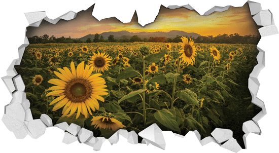 3D sticker Sunflowers