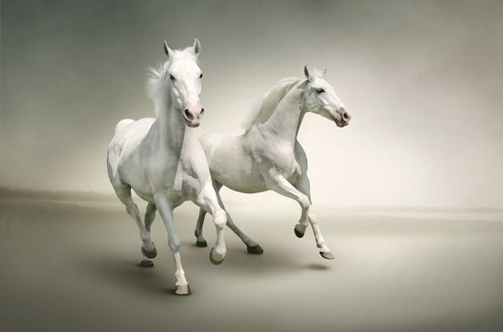 White horses wallpaper