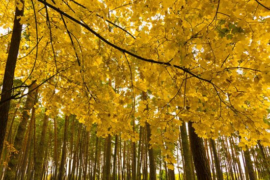 Yellow forest wallpaper