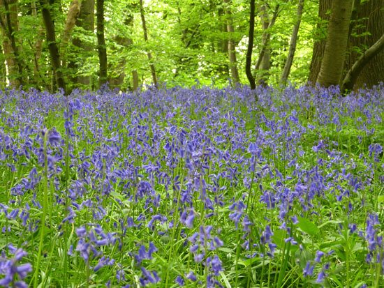 Lavender Forest | wallpaper