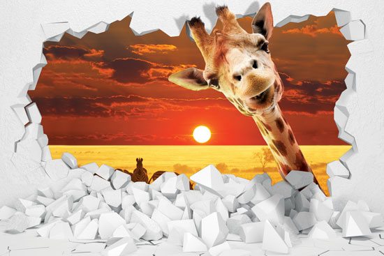 A giraffe peeks out of the hole | wallpaper