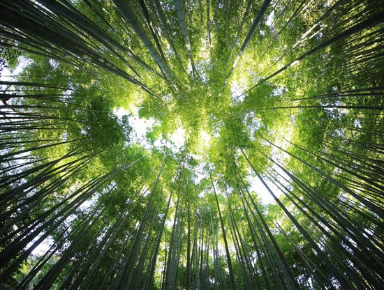 Green forest | Ceiling wallpaper