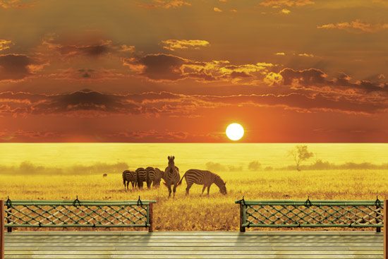 Wallpaper of a wooden balcony with a view of zebras in Savannah