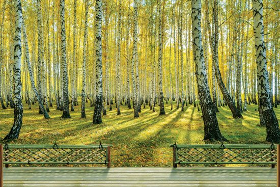 Three-dimensional wallpaper of a balcony with a view of a beautiful green grove