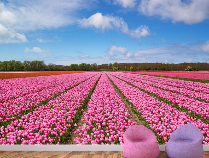 Wallpaper | A large field of pink flowers