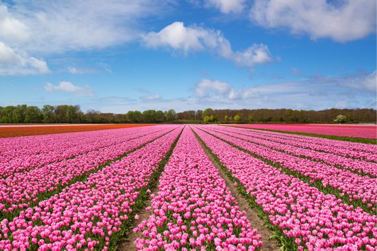 Wallpaper | A large field of pink flowers