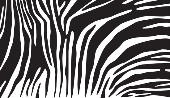 Wallpaper | Black and white zebra