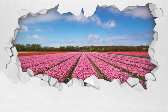 Wallpaper | Hole in the wall with a view of a field of pink flowers