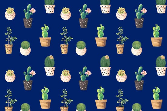 Wallpaper | cacti with blue background