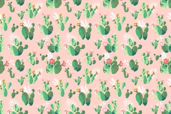 Wallpaper  | Green cacti on a pink background