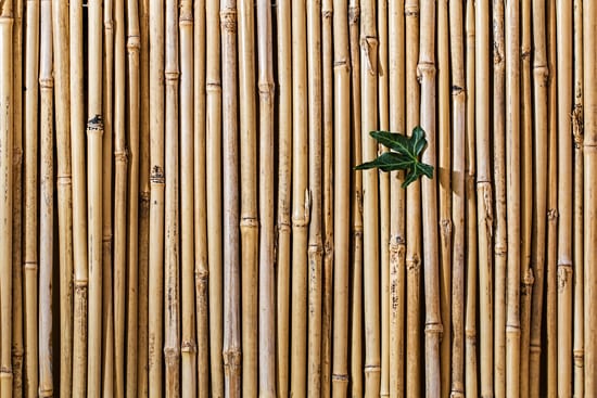 Wallpaper | bamboo wall