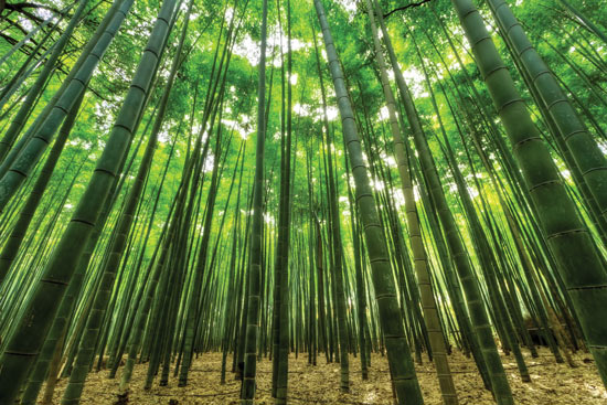 Wallpaper - Bamboo forest