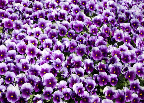 Wallpaper - field of purple flowers