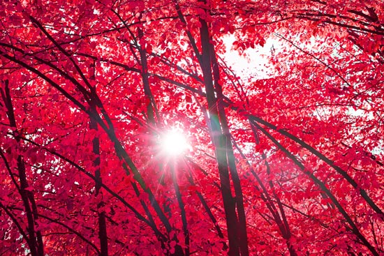 Wallpaper - red trees