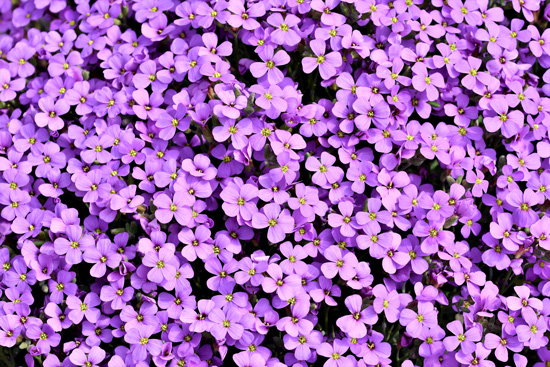 Wallpaper - small purple flowers