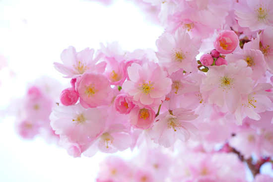 Wallpaper - flowering pink flowers