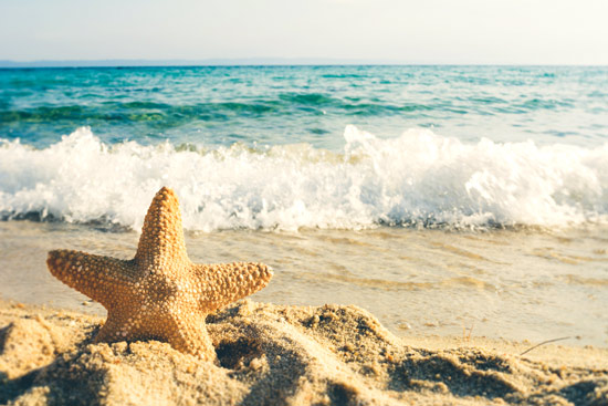 Wallpaper - Sea Star in the sand