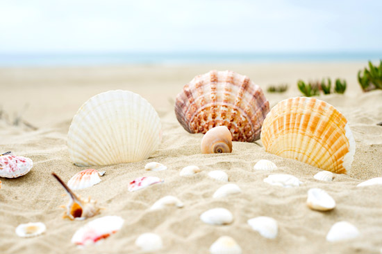 Wallpaper - Shells on the sand