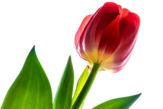 Wallpaper - Red Tulip