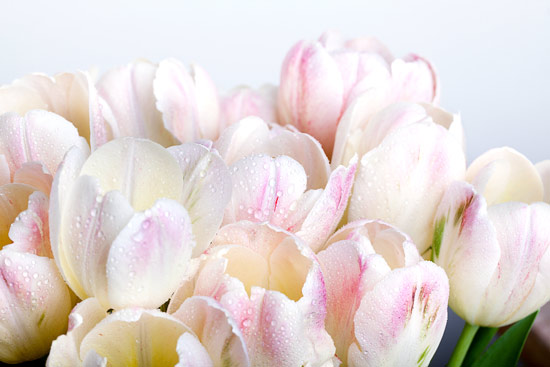 Wallpaper | Tulip flowers