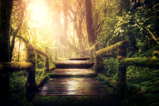 Wallpaper | Bridge in magical forest
