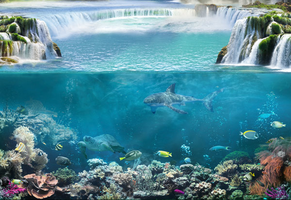 Wallpaper - an exotic aquarium