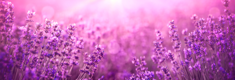 Wallpaper | A field of purple flowers
