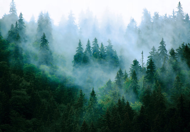 Wallpaper | Misty green forest