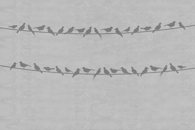 Wallpaper | Birds on wire concrete background