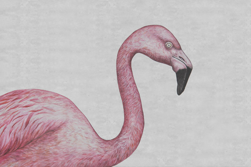 Wallpaper | Flamingo concrete background