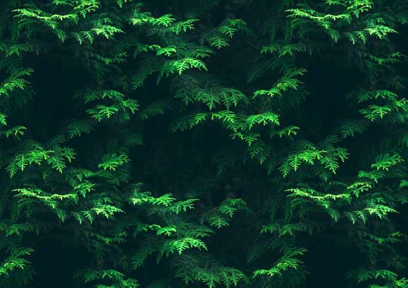 Wallpaper | In the trees