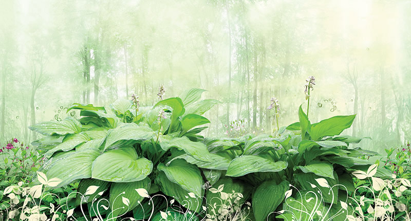 Wallpaper | Green plants