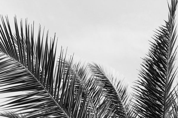 Wallpaper | Black and white palm leaves