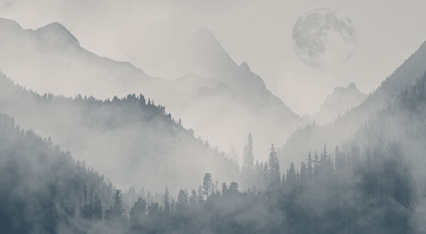 Wallpaper | Blue grey misty forest