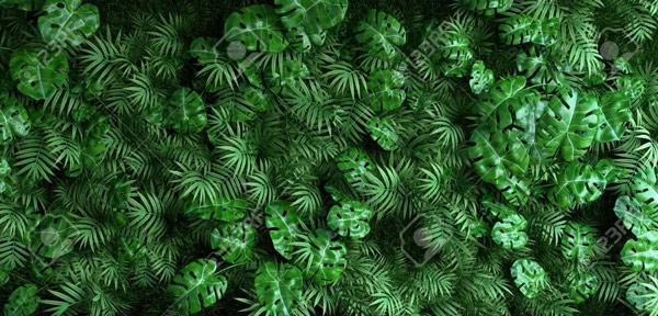 Wallpaper | Jungle leaves