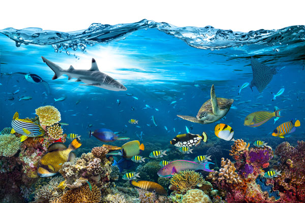 Wallpaper | Fish undersea
